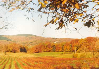 C'est l'automne ! Verger-automne